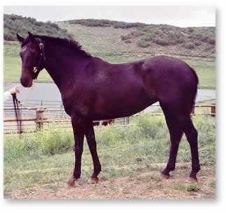 warmblood horse