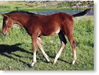 warmblood colt