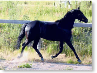 Allouette Black Oldenburg mare