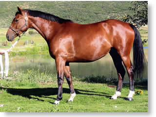 D1 Bay 6 y.o. Belgium warmblood mare