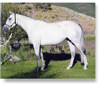 Indigo Gray 6 y.o. thoroubred mare