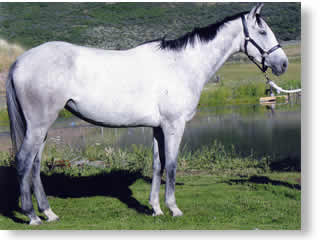Isabella Gray 4 y.o. thoroughbred Hanoverian mare