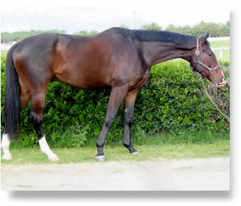 Wow Bay 7 y.o. thoroughbred gelding