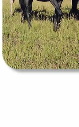 thoroughbreds warmbloods dressage hunter jumper paints