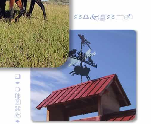 thoroughbreds warmbloods dressage hunter jumper paints colorado ranch