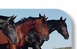 thoroughbreds warmbloods dressage hunter jumper paints