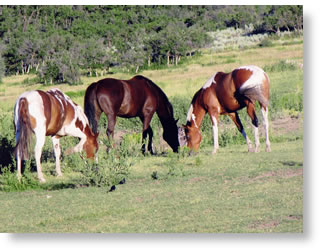 paint thoroughbred horses