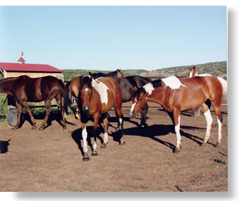 paint thoroughbred horses