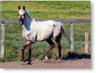 paint horse